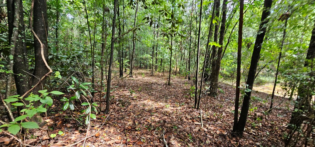 10.69-acres Summer Road Slocomb, AL 36375 - Photo 14 of 51