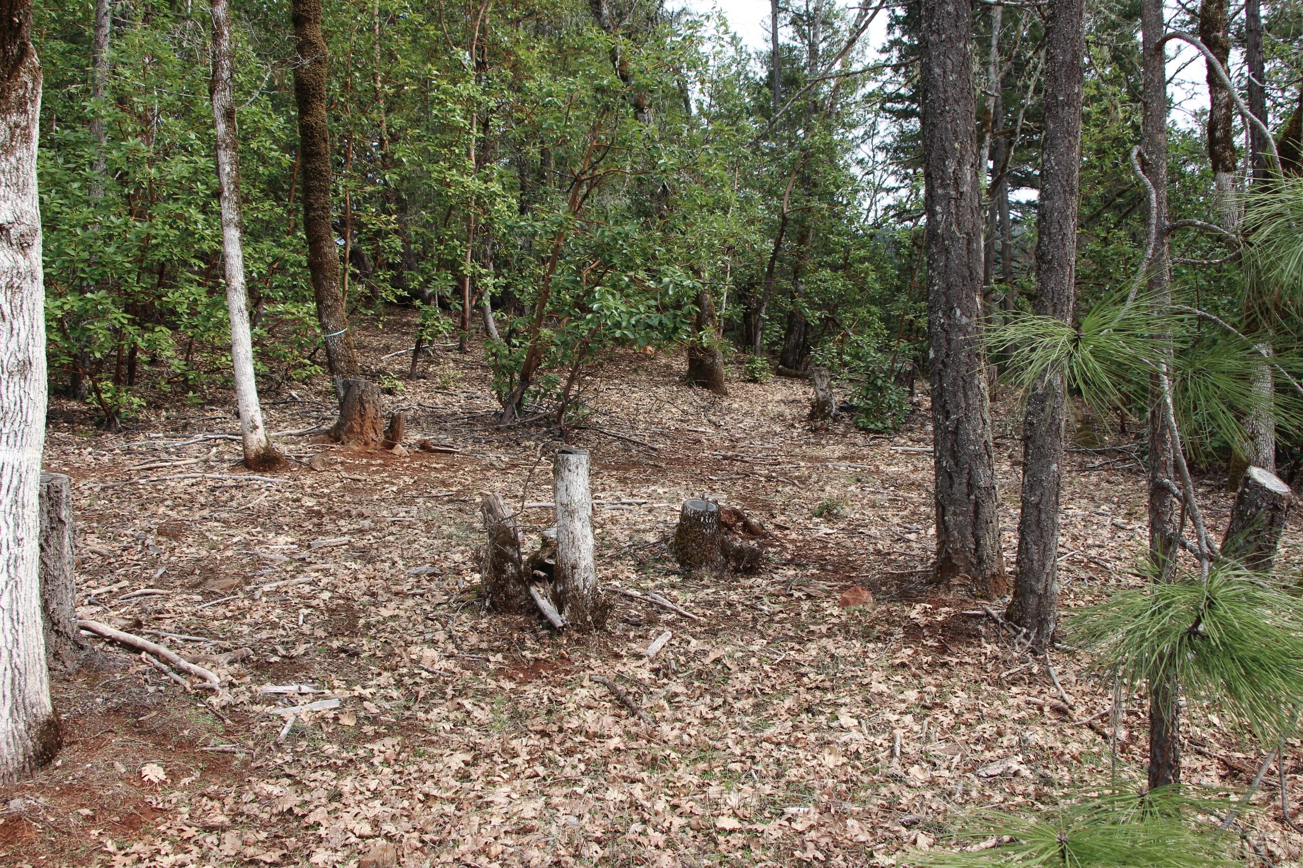 1789 Laurel Road Cave Junction, OR 97523 - Photo 6 of 14 06