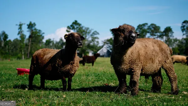 a living room with fireplace and a rug