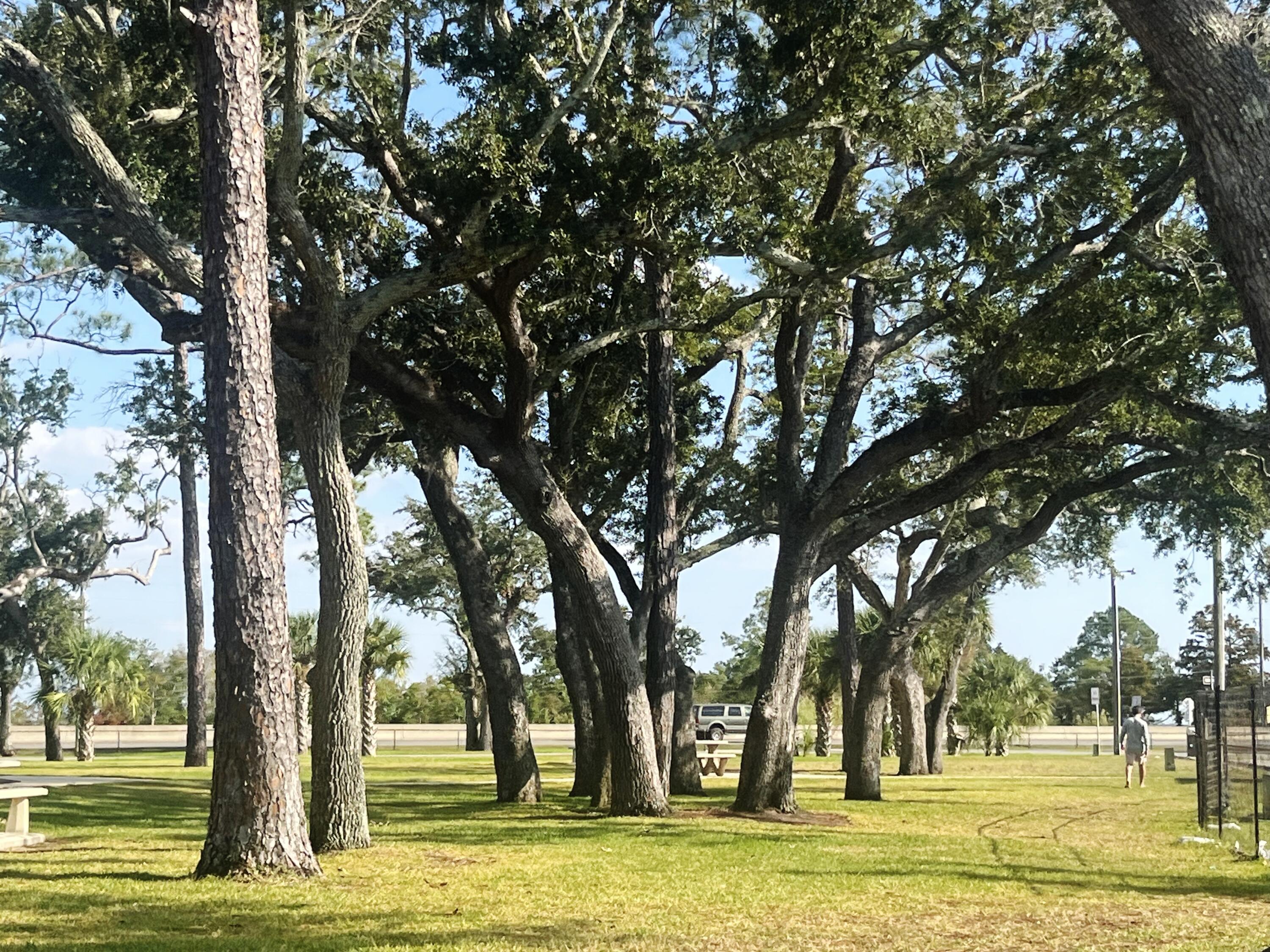 75 Hankins Road Freeport, FL 32439 - Photo 15 of 16 a view of yard with trees