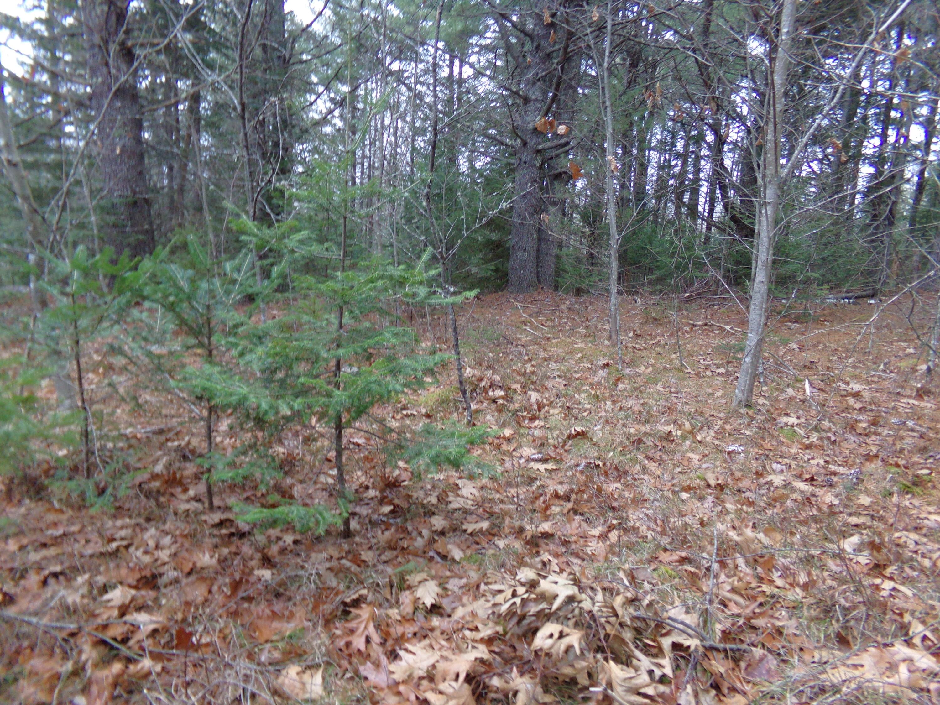 Lot 3 Rogers Point Road Steuben, ME 04680 - Photo 6 of 12