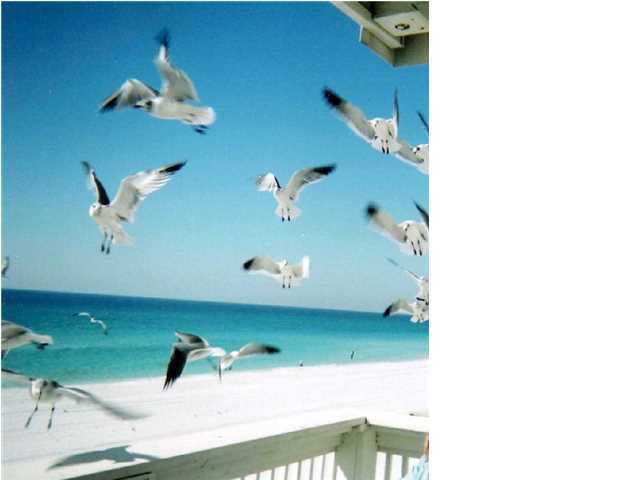1475 Chat Holley Road Santa Rosa Beach, FL 32459 - Photo 12 of 17 Additional Photo