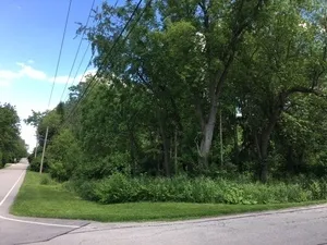 a view of a yard
