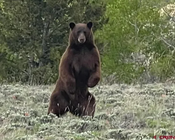 a view of statue in a forest