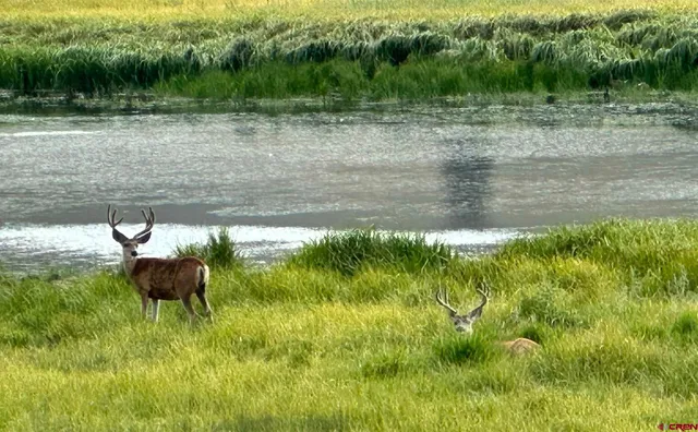 a backyard of a house with lots of green space and lake view