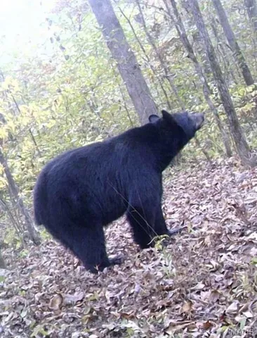 $335,000 | 14559 Hunter Lane, Winona, MO 65588