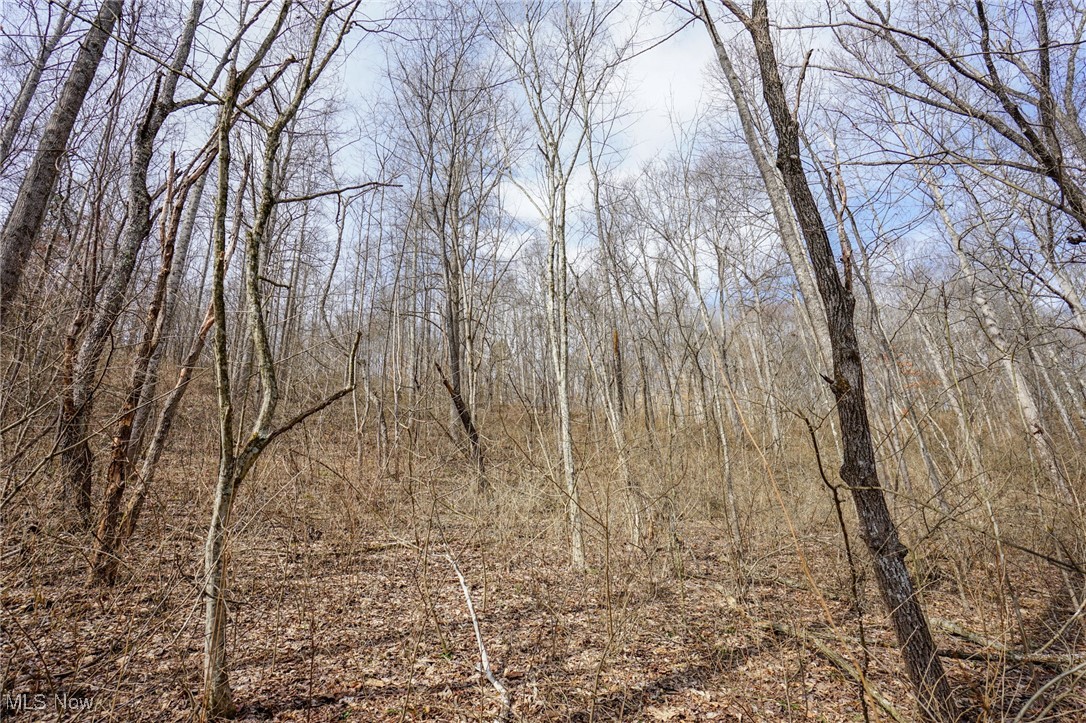 Jackson Fork Road South Webster, OH 45682 - Photo 5 of 37 View of landscape