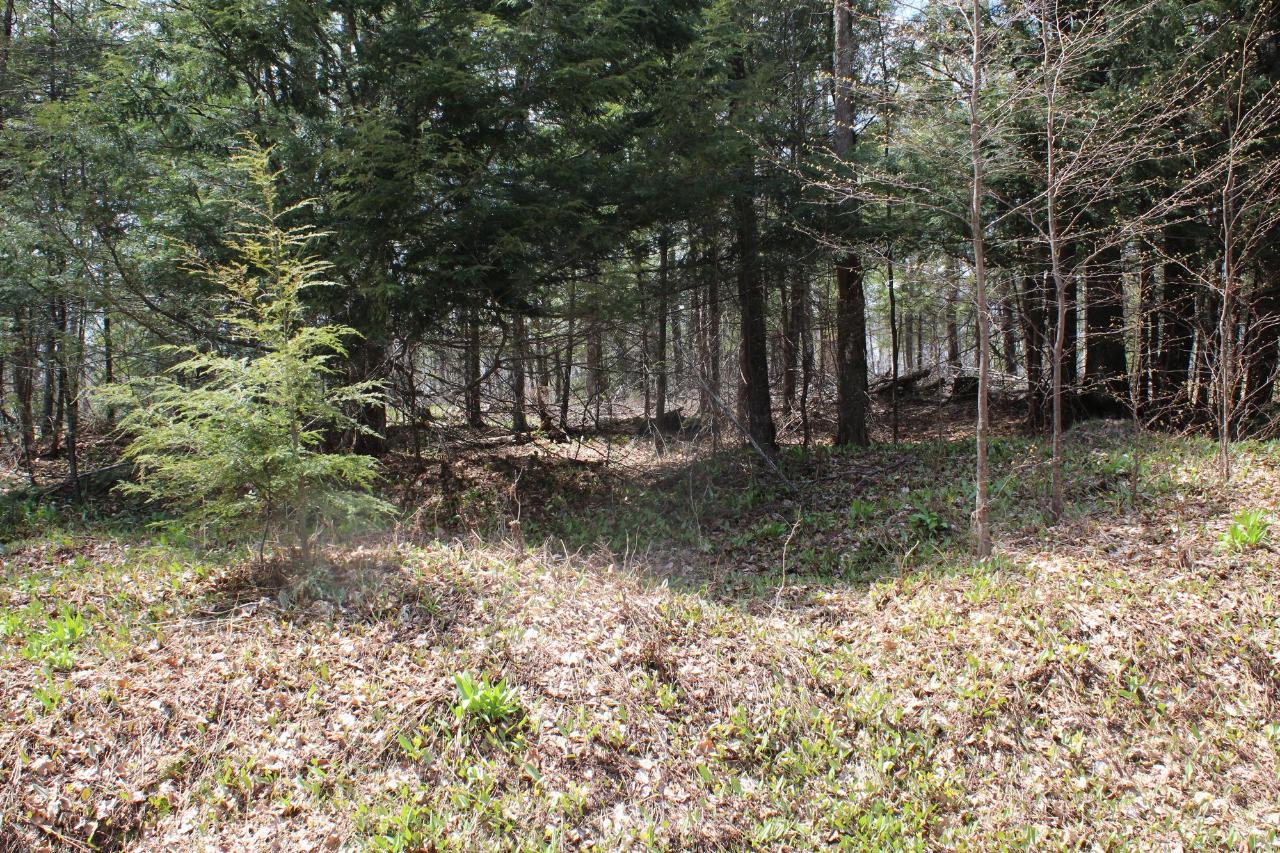 36-acres Charleys Road Phelps, WI 54554 - Photo 6 of 17 Gallery Image 6
