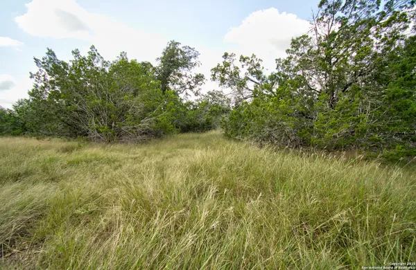 a view of a lush green space and trees