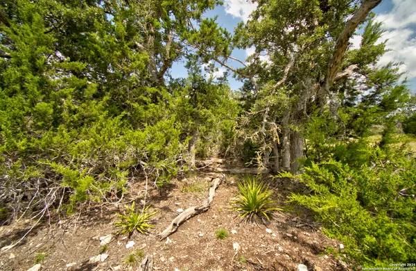 a view of a tree with a yard