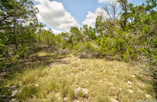 a view of a bunch of plants and trees