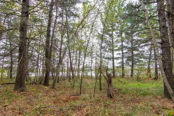 $199,900 | Tbd Tbd Harriet Lake Trail, Pine River, MN 56474