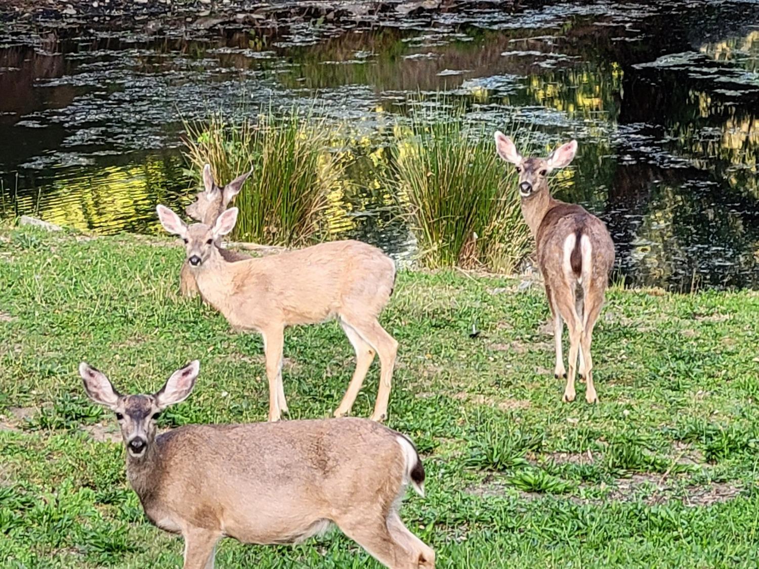1525 Cold Springs Road, Unit 16 Placerville, CA 95667 - Photo 35 of 38 Must like deer!
