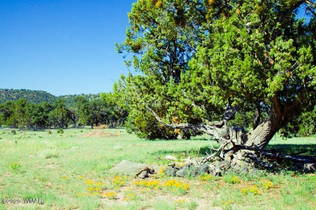 57 Valley Quemado, NM 87829 - Photo 26 of 56