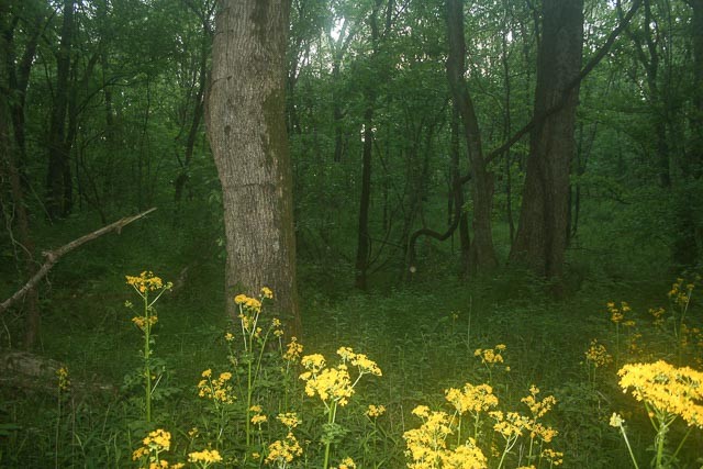 3220 Les Chappell Road Spring Hill, TN 37174 - Photo 47 of 70 a backyard of a house with lots of green space