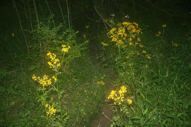 3220 Les Chappell Road Spring Hill, TN 37174 - Photo 48 of 70