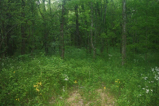 3220 Les Chappell Road Spring Hill, TN 37174 - Photo 61 of 70 a view of a lush green forest