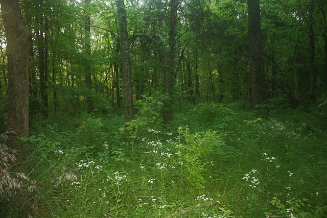 3220 Les Chappell Road Spring Hill, TN 37174 - Photo 62 of 70 a view of a lush green forest
