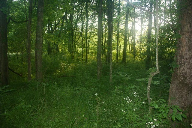3220 Les Chappell Road Spring Hill, TN 37174 - Photo 64 of 70 a view of a lush green space