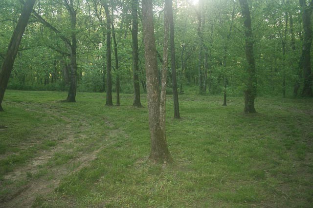 3220 Les Chappell Road Spring Hill, TN 37174 - Photo 67 of 70 a view of a grassy field with trees in the background