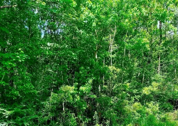 $100,000 | 0 Ferito, Buna, TX 77612