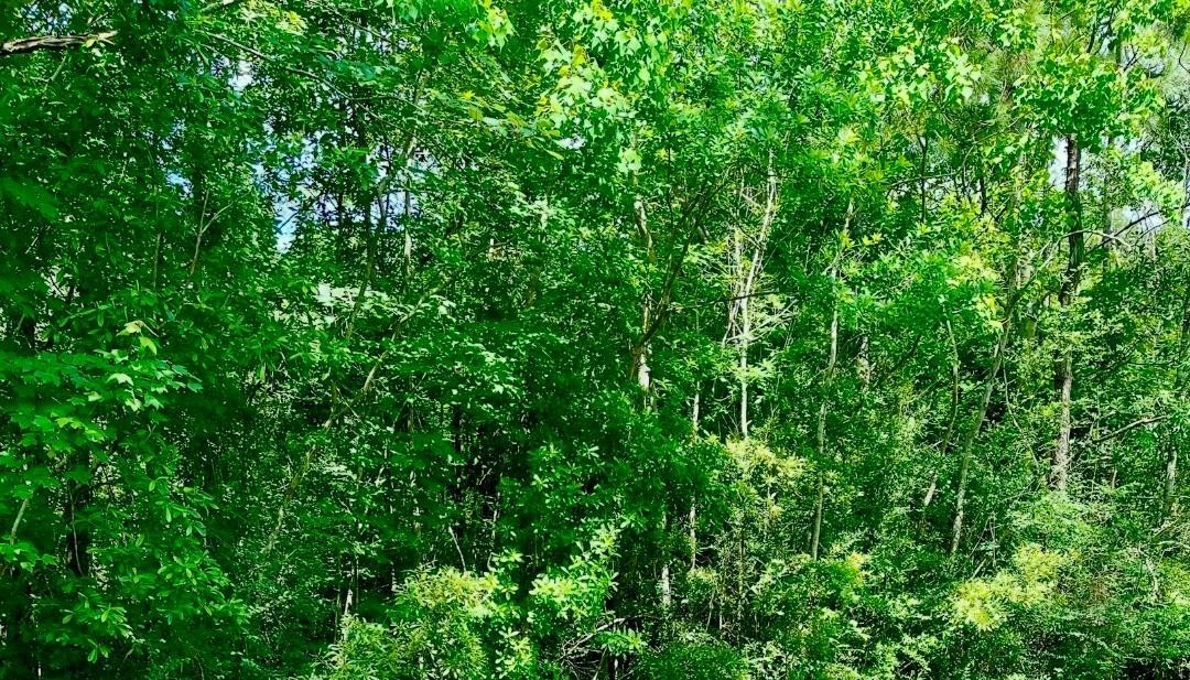 0 Ferito Buna, TX 77612 - Photo 4 of 9