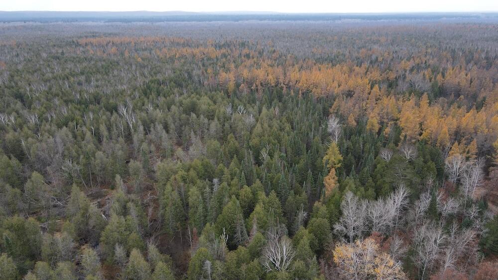 Vl Riverview Road Southeast Kalkaska, MI 49646 - Photo 38 of 40 DJI_0737