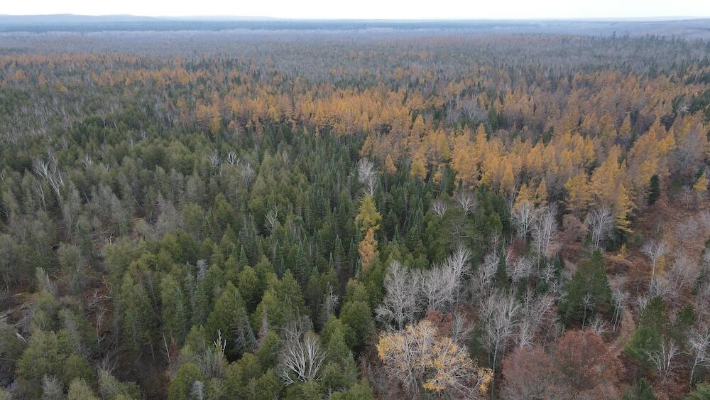 Vl Riverview Road Southeast Kalkaska, MI 49646 - Photo 39 of 40 DJI_0738