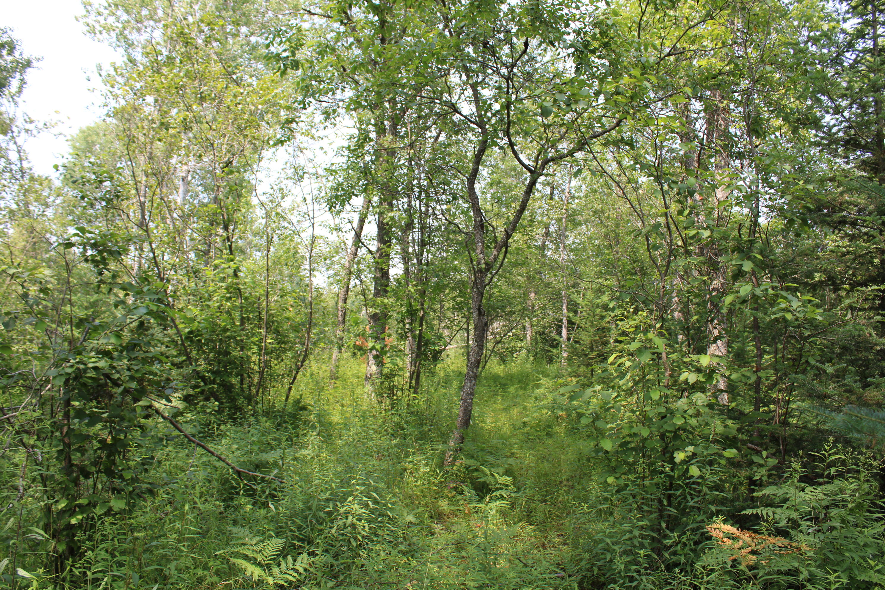 2503 Sharboneau Road Lincoln, MI 48742 - Photo 16 of 32 IMG_2668