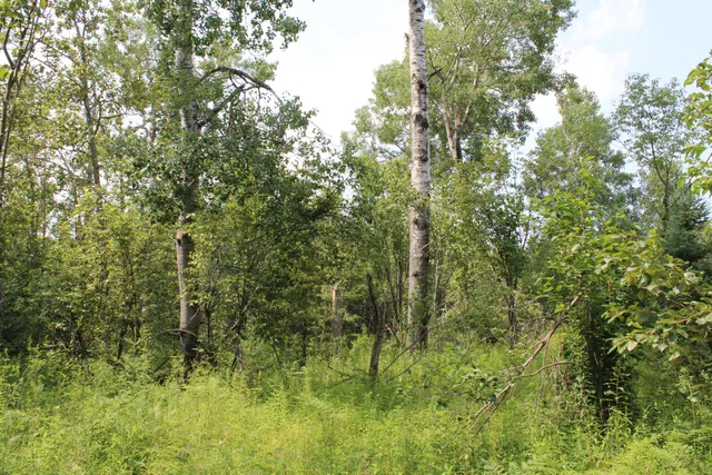 $170,000 | 2503 Sharboneau Road, Lincoln, MI 48742