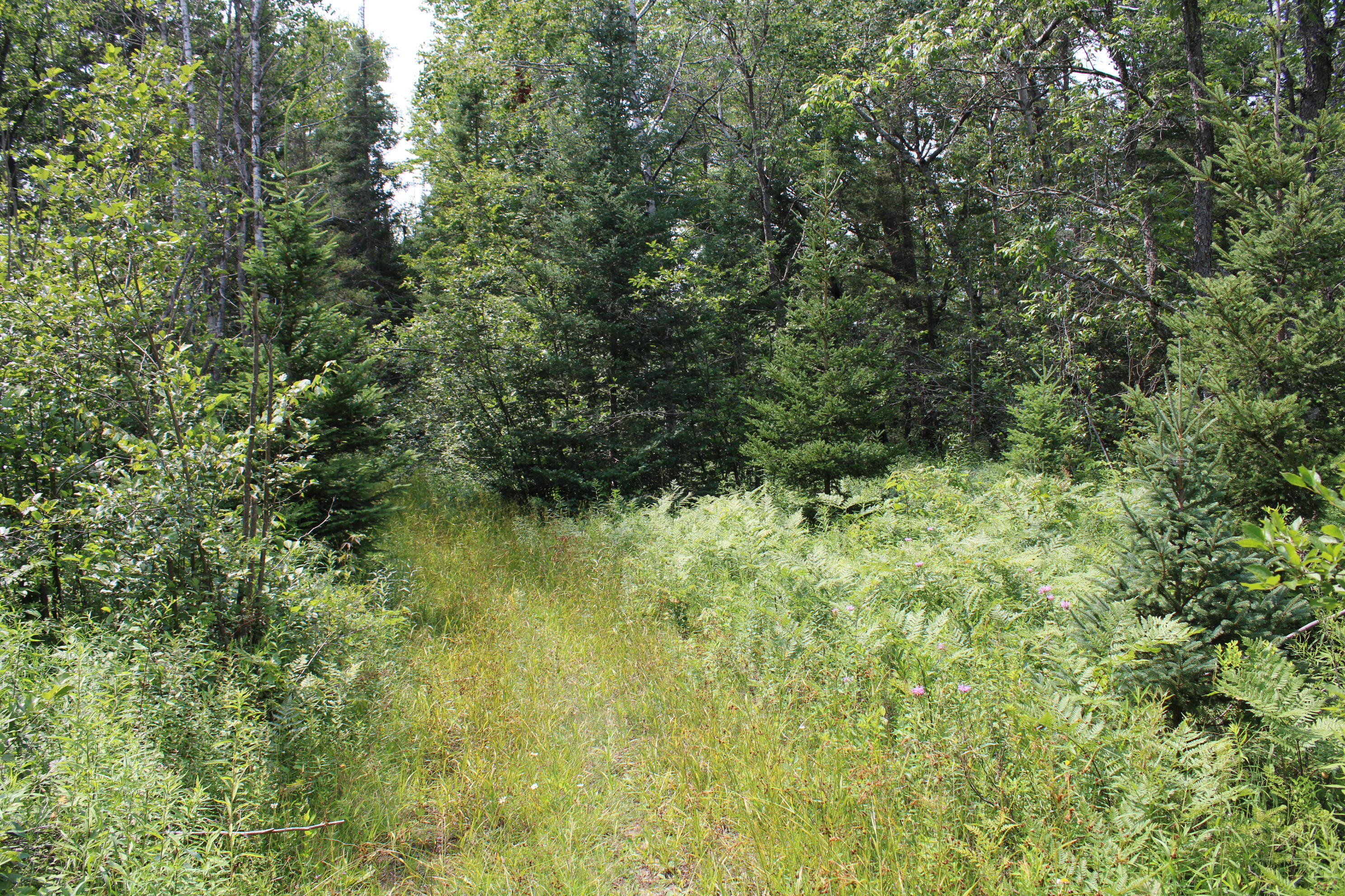 2503 Sharboneau Road Lincoln, MI 48742 - Photo 9 of 32 IMG_2659