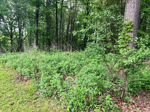 a view of a lush green forest