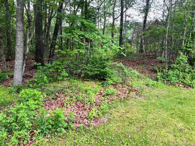 a view of a lush green forest