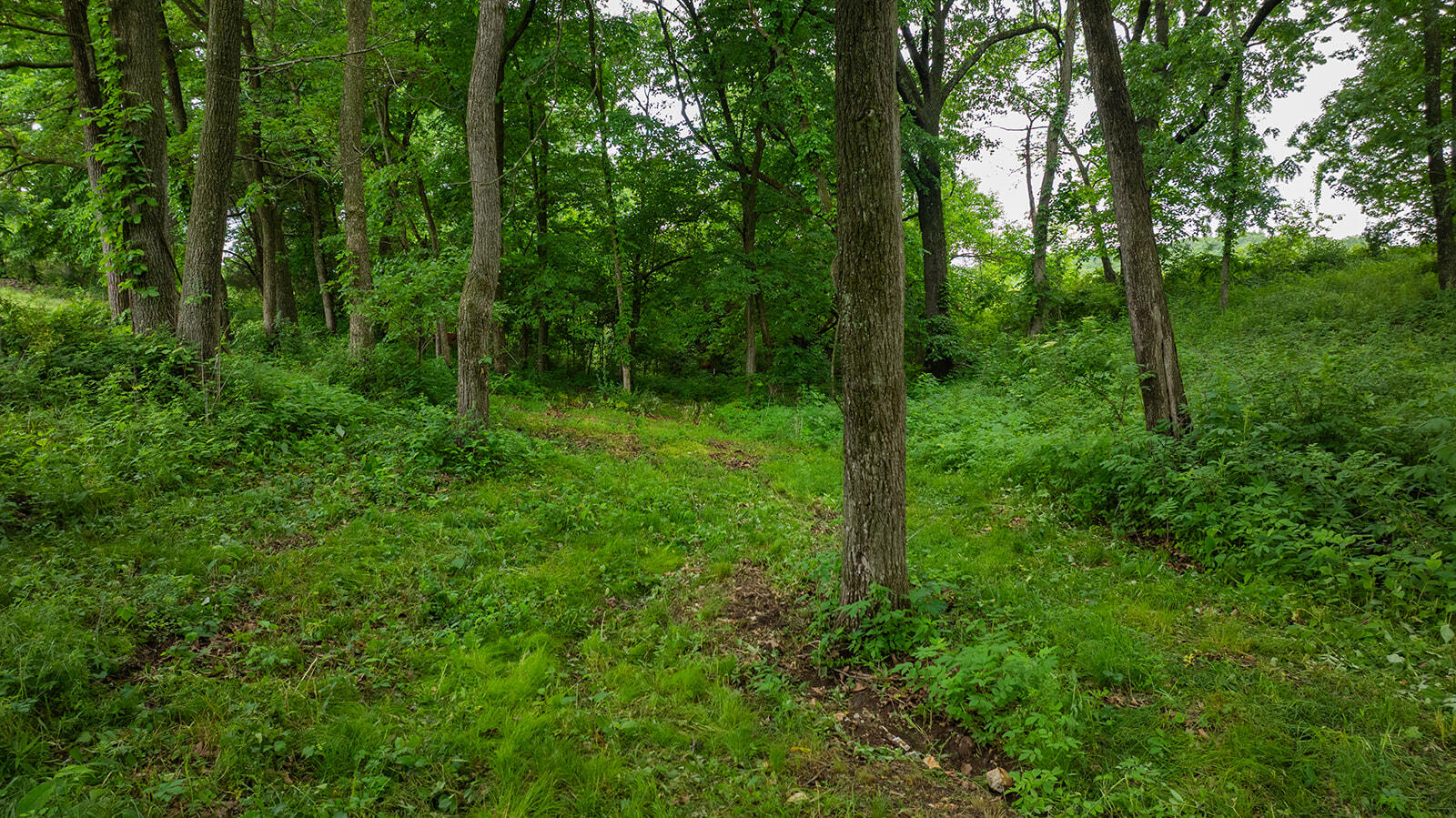 1823 Finley Falls Road Seymour, MO 65746 - Photo 72 of 74 DJI_20260527113740_0191_D