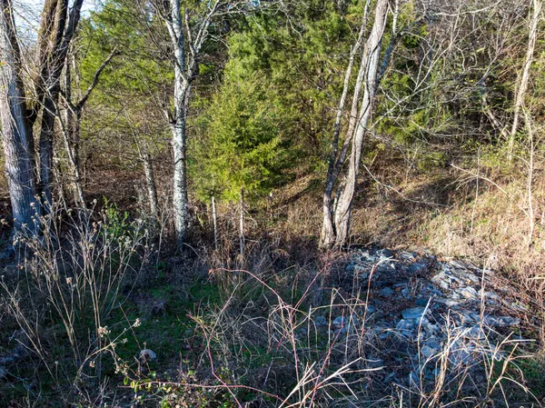 a view of a forest with a tree