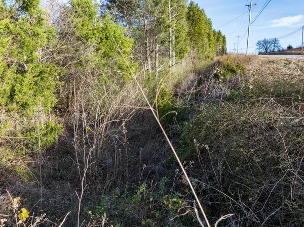 a view of a yard
