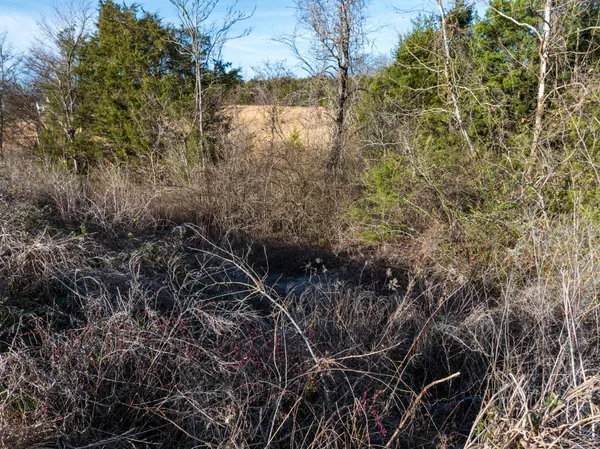 a close up of a plant in a garden