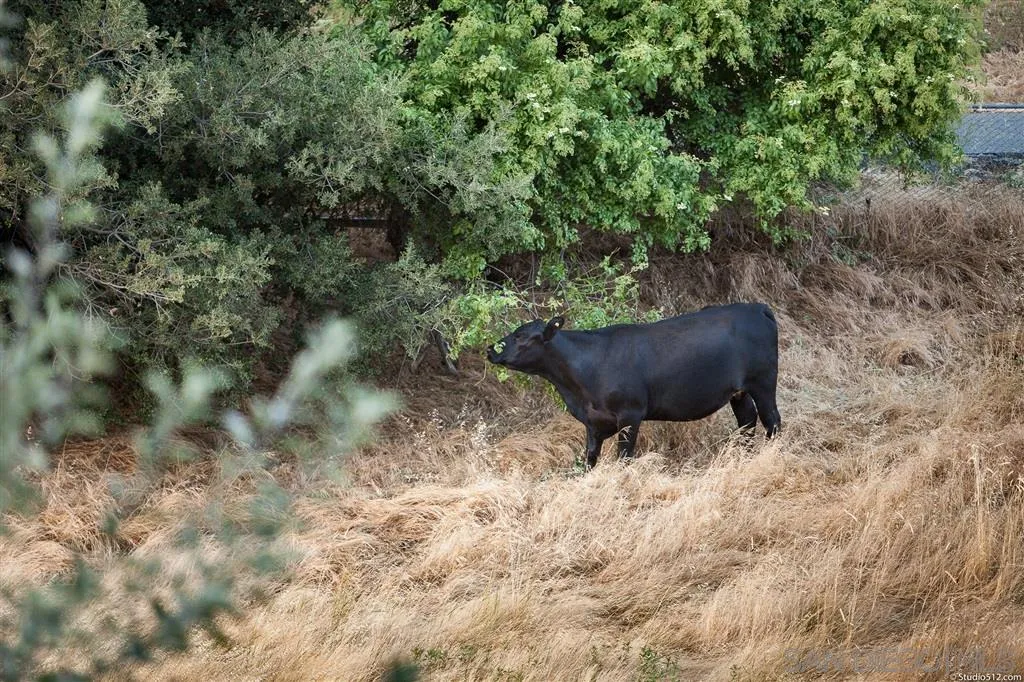 2325 Banner Road Julian, CA 92036 - Photo 23 of 25 Gallery Image 23