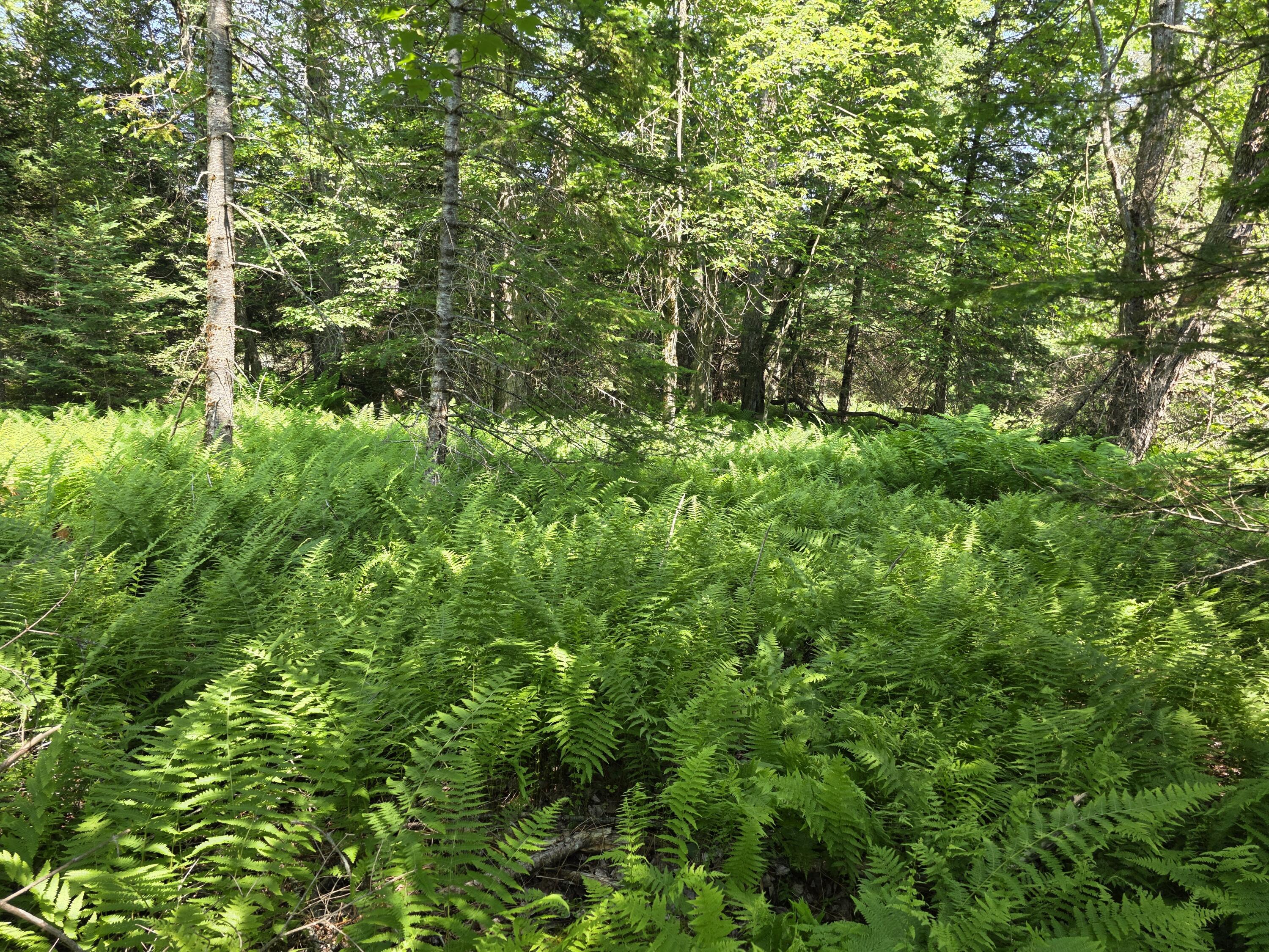 0 Brown Road Searsmont, ME 04973 - Photo 13 of 14 1000033550