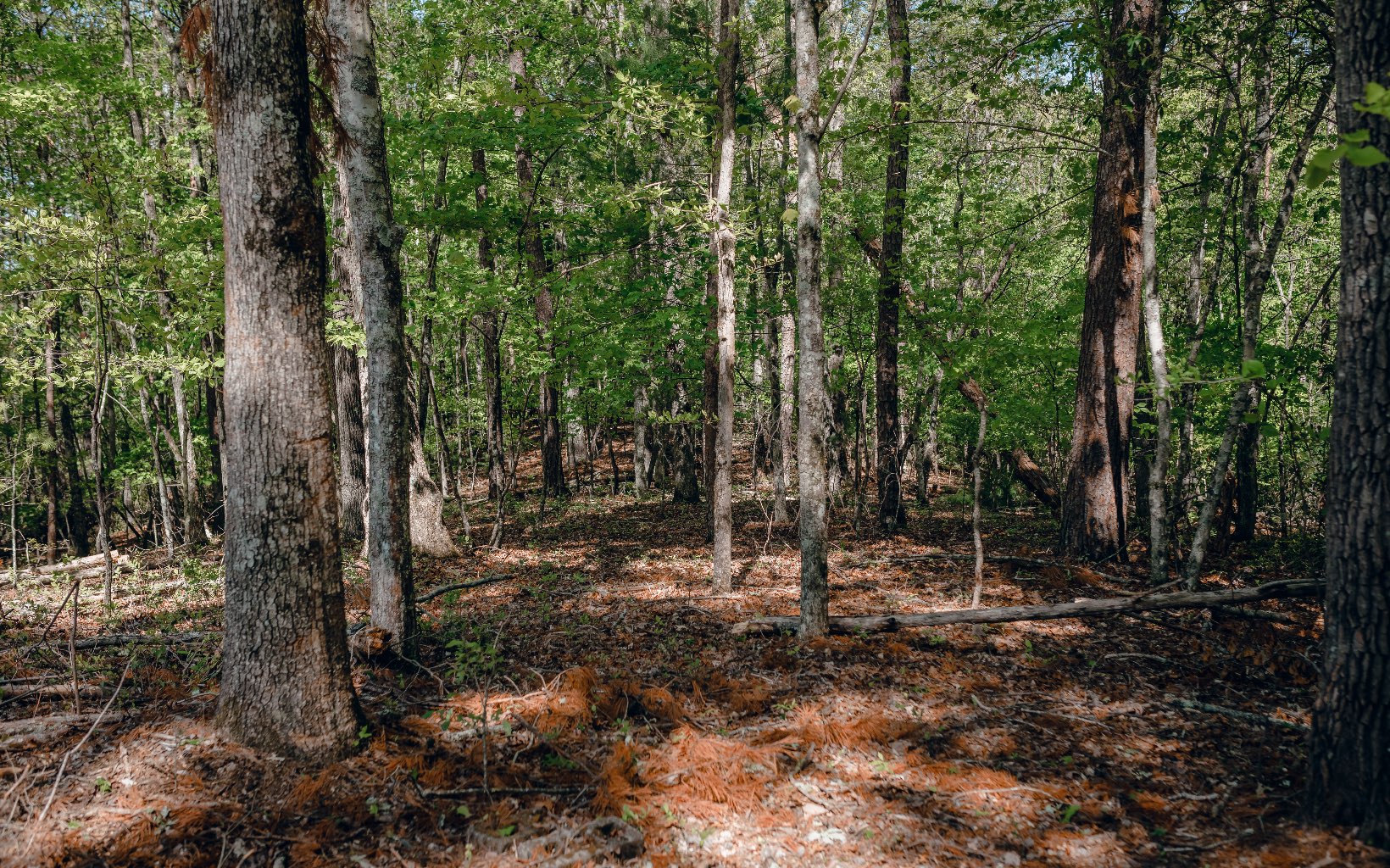 Alamo Trail Morganton, GA 30560 - Photo 20 of 50 Additional View