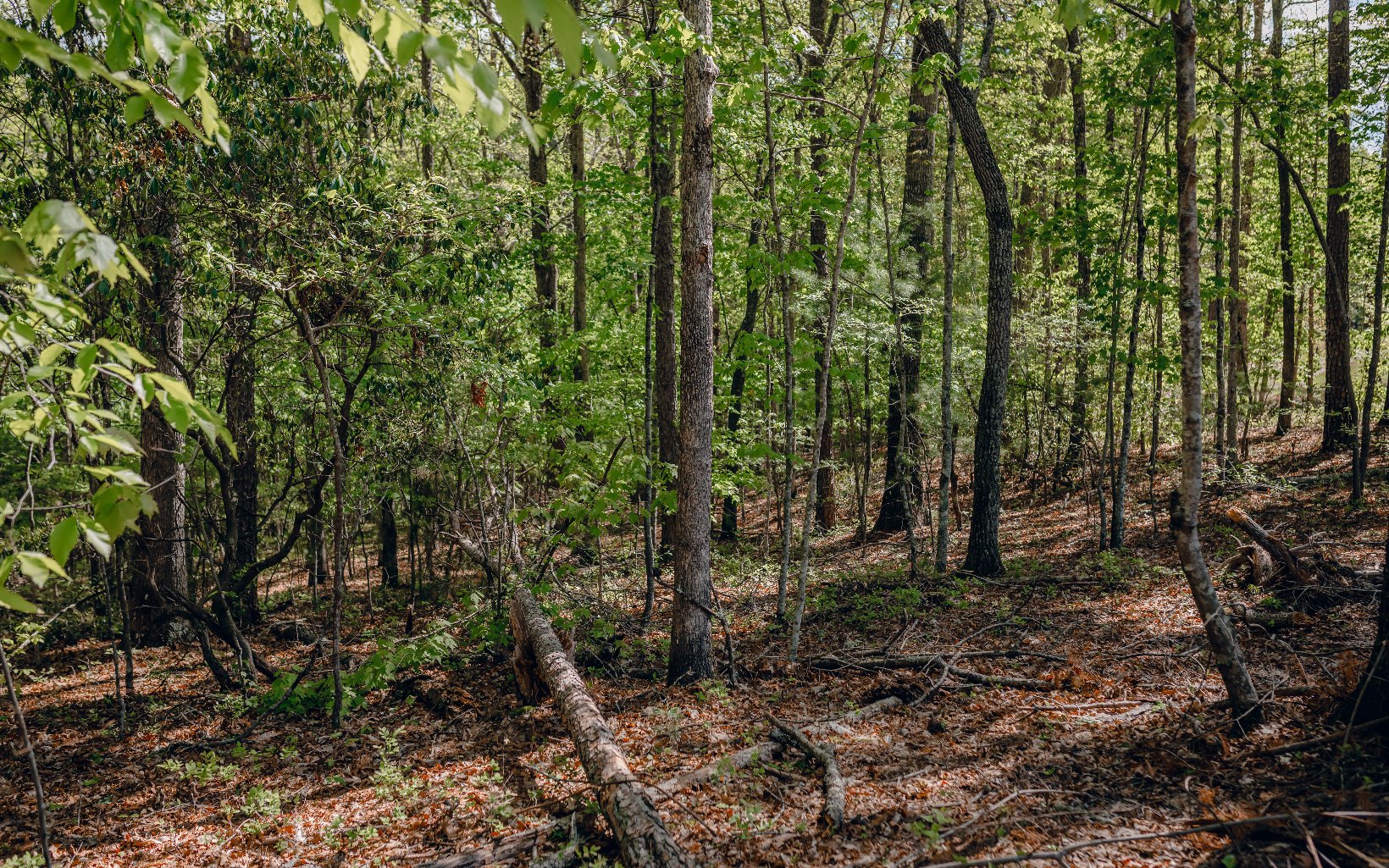 Alamo Trail Morganton, GA 30560 - Photo 22 of 50 Additional View