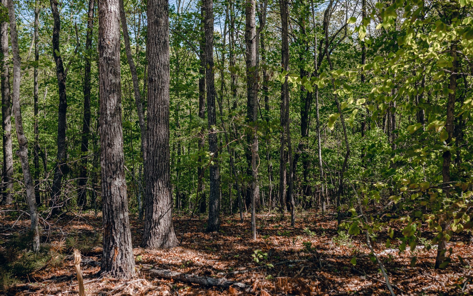 Alamo Trail Morganton, GA 30560 - Photo 26 of 50 Additional View