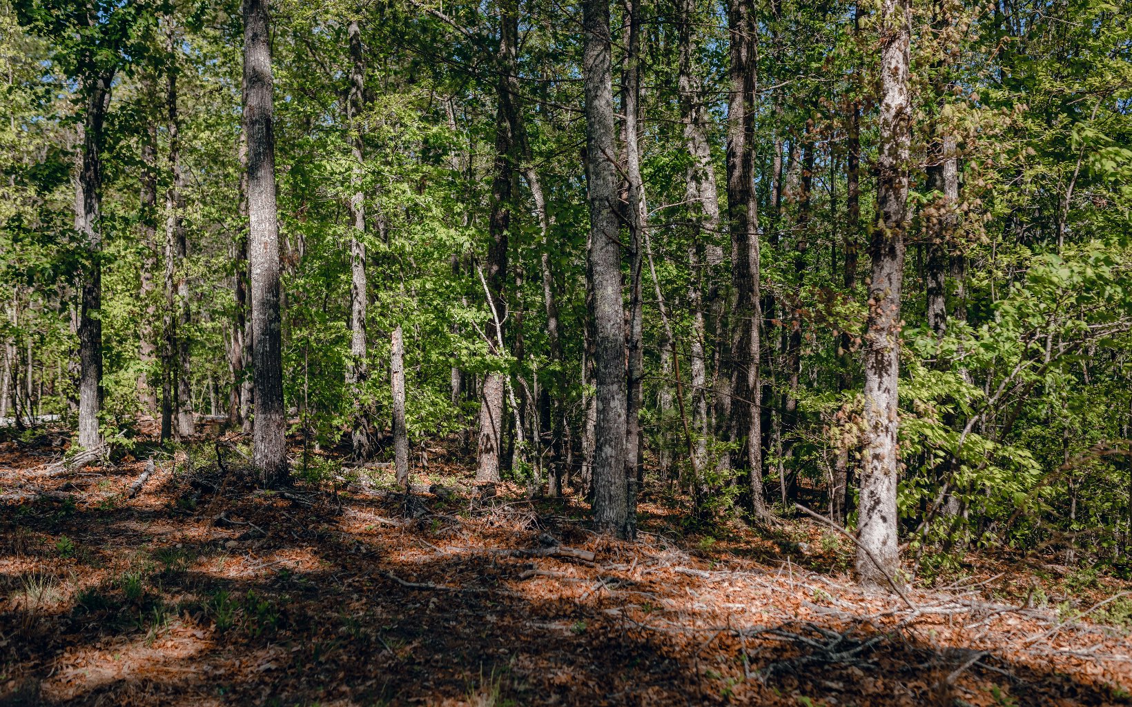 Alamo Trail Morganton, GA 30560 - Photo 27 of 50 Additional View