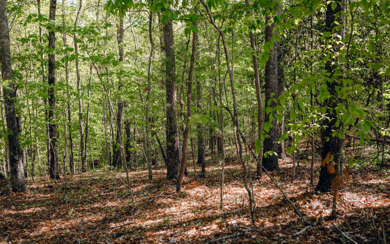 Alamo Trail Morganton, GA 30560 - Photo 28 of 50 Additional View