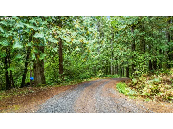 a open area with trees in front of it