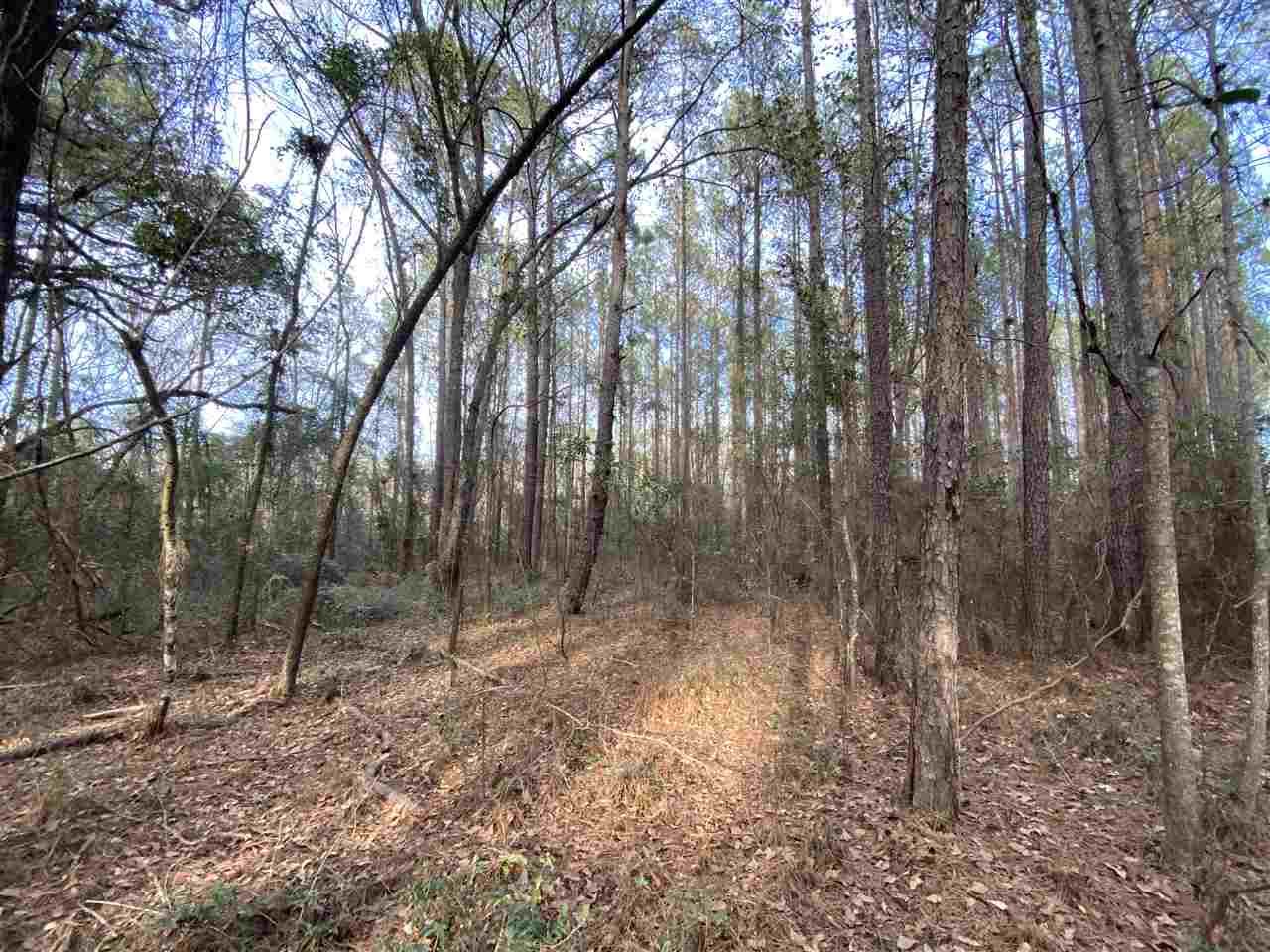 Xx Xx Clark Cemetery Road Monticello, FL 32344 - Photo 11 of 23 Gallery Image 11