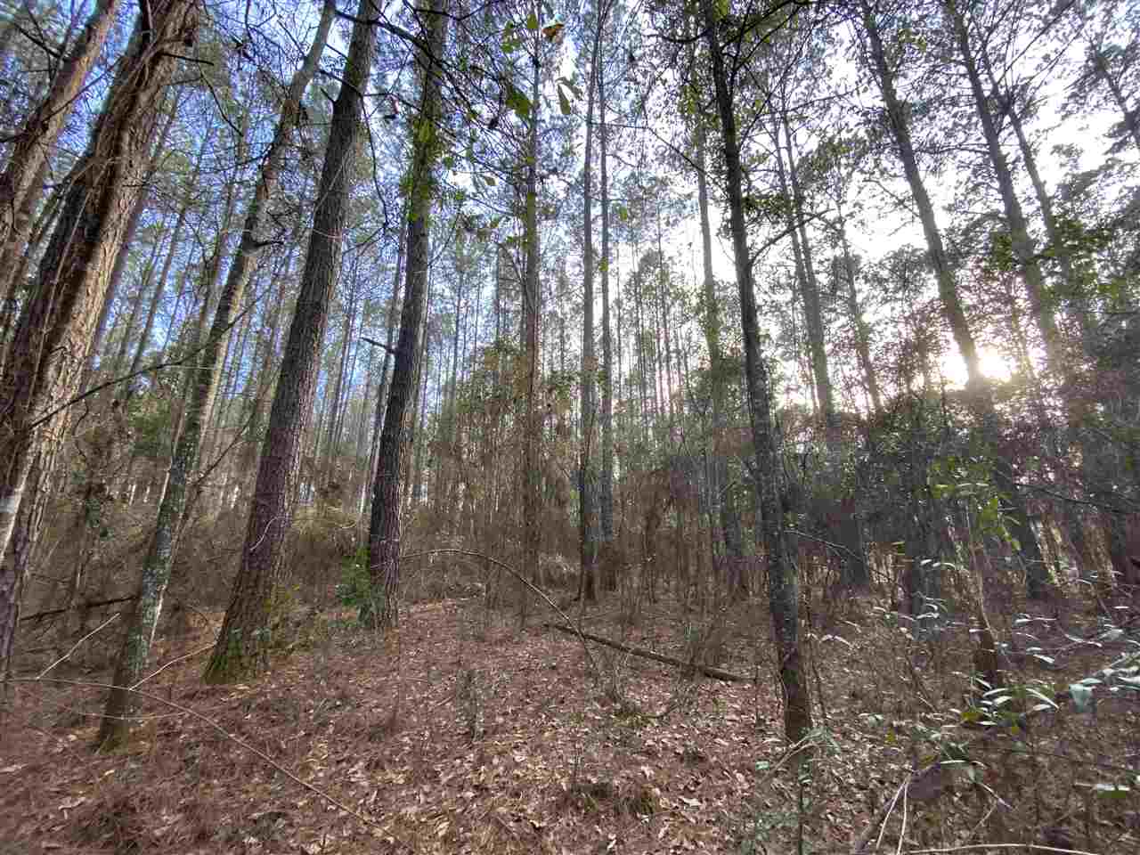 Xx Xx Clark Cemetery Road Monticello, FL 32344 - Photo 12 of 23 Gallery Image 12