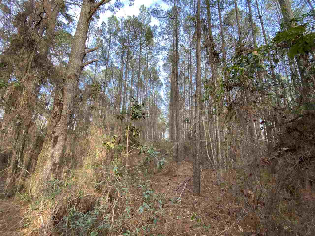 Xx Xx Clark Cemetery Road Monticello, FL 32344 - Photo 15 of 23 Gallery Image 15