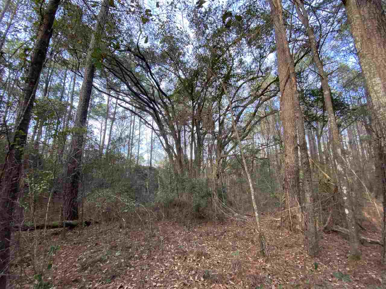 Xx Xx Clark Cemetery Road Monticello, FL 32344 - Photo 16 of 23 Gallery Image 16