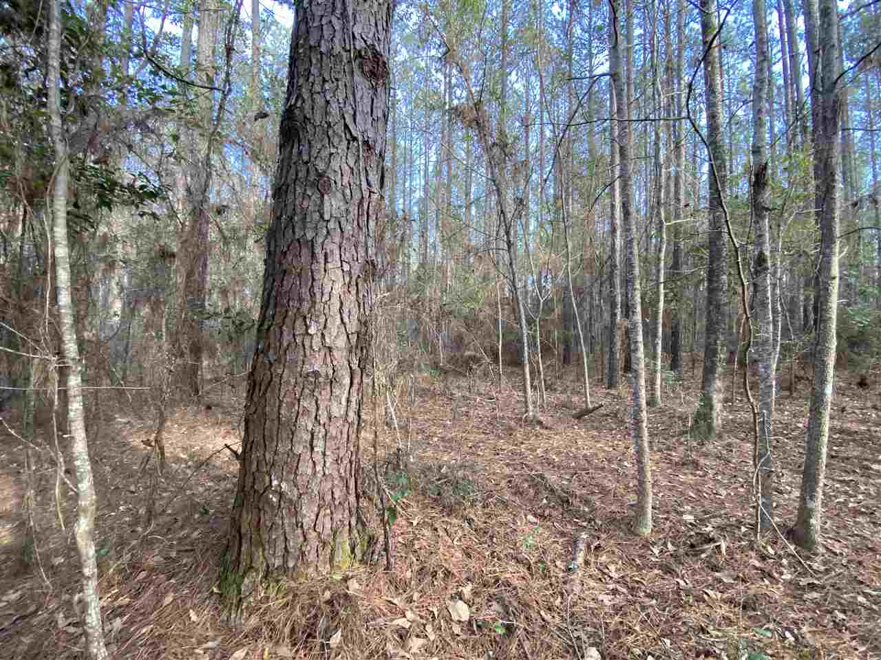 Xx Xx Clark Cemetery Road Monticello, FL 32344 - Photo 17 of 23 Gallery Image 17